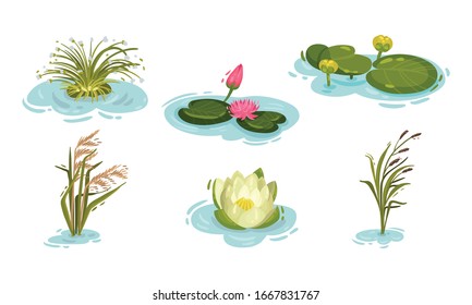 Water and Swamp Plants with Waterlily and Reed Vector Set