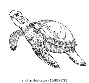 Featured image of post Realistic Turtle Drawing Images Hillberry drawing realistic textures 1x pencil j d
