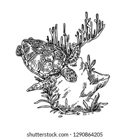 Water turtle in tropical sea. Sketch. Engraving style. Vector ilustration.
