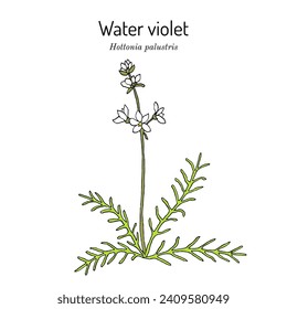 Water violet or featherfoil (Hottonia palustris), aquatic medicinal plant. Hand drawn botanical vector illustration
