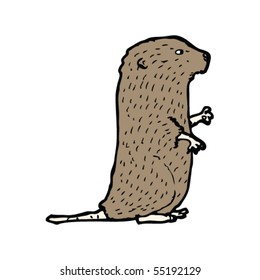 water vole illustration
