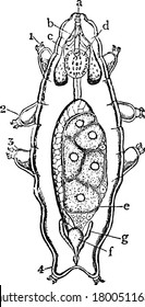 Water-Bear, Macrobiotus schultzei, one of the Arctisca or Tardigradam, much magnified, '1, 2, 3 and 4': the limbs; 'a': mouth with six oral papillae; 'b': gullet and calcified stylets; 'c', salivary