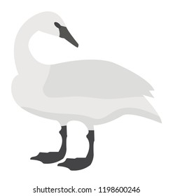 
A waterbird with a broad blunt bill
