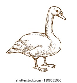 Waterbird goose hand drawn line art stock vector illustration for coloring book page isolated on white background