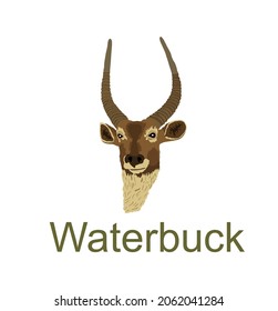 Waterbuck head portrait vector illustration isolated on white background. African bontebok deer powerful buck. Safari hunting trophy with huge antlers.