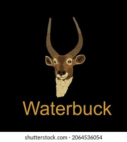 Waterbuck head portrait vector illustration isolated on black background. African bontebok deer powerful buck. Safari hunting trophy with huge antlers.