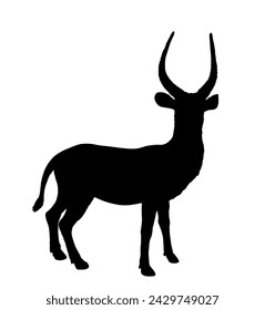 Waterbuck vector silhouette illustration isolated on white background. African deer bontebok. Safari hunting trophy. Shape waterbuck shadow.