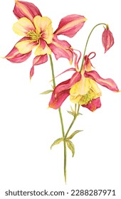 Watercoloir handdrawn fuchsia and yellow aquilegia. Isolated illustration