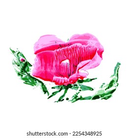Watercolor abstract poppy. Painting on a white background