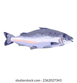 Watercolor acrylic gouache hand drawn salmon fish. Seafood painted isolated vector illustration