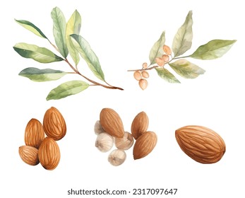 ilustración del vector de fruto de almendra de agua