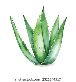 watercolor aloe vera illustration, aloe vera vector, green aloe vera vector iluustration isolated on white background
