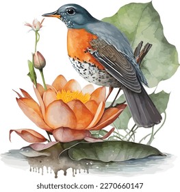 watercolor American robin bird vector design, Illustration isolated in white background