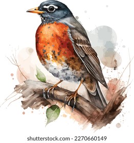 watercolor American robin bird vector design, Illustration isolated in white background