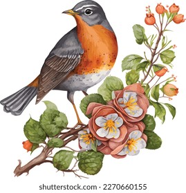 watercolor American robin bird vector design, Illustration isolated in white background