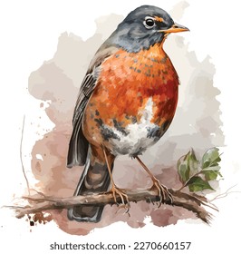 watercolor American robin bird vector design, Illustration isolated in white background