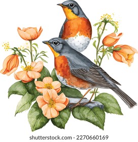 acuarela diseño de vectores de aves robin americano, Ilustración aislada en fondo blanco