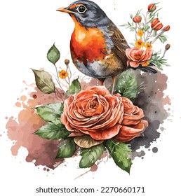 watercolor American robin bird vector design, Illustration isolated in white background