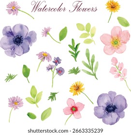 watercolor anemone and aster flower element clipart 