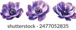 Watercolor Anemone Flower Illustration Vector. Explore the delicate beauty of watercolor anemone flowers with this stunning collection of vector illustrations