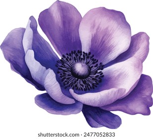 Watercolor Anemone Flower Illustration Vector. Explore the delicate beauty of watercolor anemone flowers with this stunning collection of vector illustrations