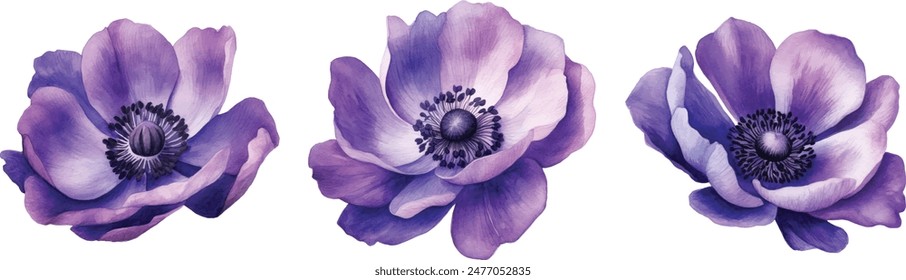 Watercolor Anemone Flower Illustration Vector. Explore the delicate beauty of watercolor anemone flowers with this stunning collection of vector illustrations