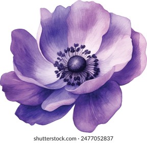 Watercolor Anemone Flower Illustration Vector. Explore the delicate beauty of watercolor anemone flowers with this stunning collection of vector illustrations