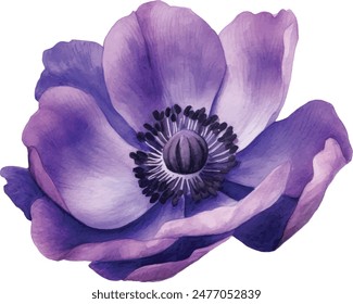 Watercolor Anemone Flower Illustration Vector. Explore the delicate beauty of watercolor anemone flowers with this stunning collection of vector illustrations