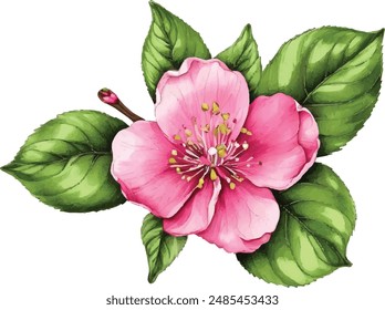 Watercolor apple flower. Pink flowers with green leaves. Hand painted artwork with petals. Artistic flowers.