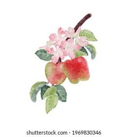watercolor apple fruit and bloom flower branch isolated on white background digital painting
