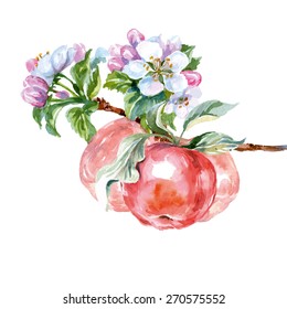 Watercolor  apple tree branch with flowers and apples. Spring background. Vector illustration