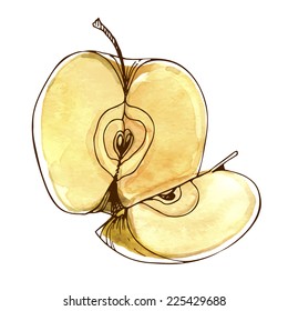 Watercolor apples, vector illustration painted in watercolor.