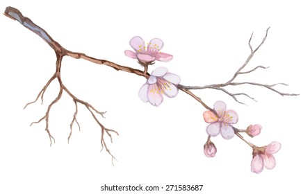 Watercolor apricot branch.