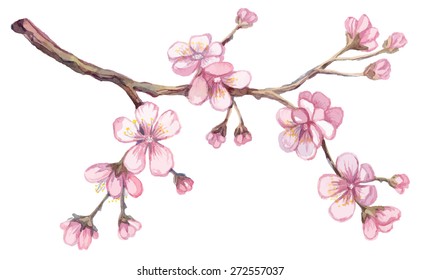 Watercolor apricot branch.