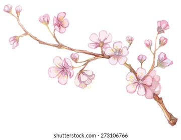 Watercolor apricot branch. 