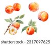 apricot watercolor