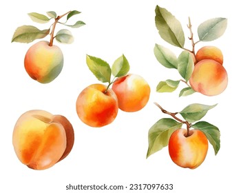 watercolor apricot fruit vector illustration