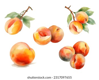 watercolor apricot fruit vector illustration