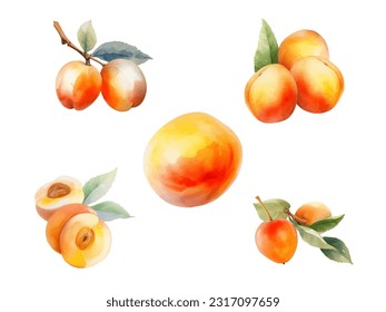 watercolor apricot fruit vector illustration