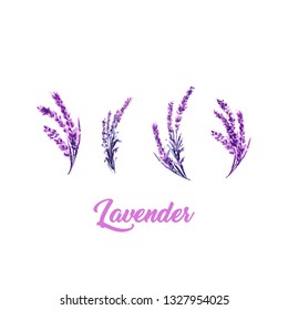 Watercolor or Aquarelle Paintings of Vector Lavender. Set of Isolated Watercolour Lavandula or Hand Drawn Tea Herbs Flower. Summer Blossom or Foliage of Garden Plant in Aquarelle. Provence Perfume.