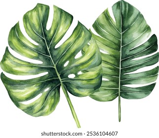 Watercolor areca palm leaf on white background, vector design for greeting cards and invitations