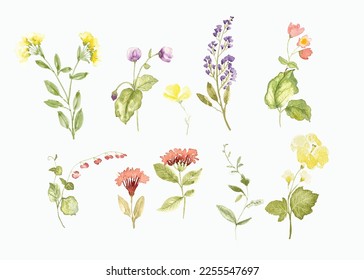 watercolor arrangements with small flower. Botanical illustration minimal style.