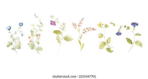 watercolor arrangements with small flower. Botanical illustration minimal style.