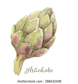 Watercolor artichoke - hand painted vector illustration