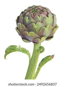 Watercolor artichoke isolated on a white