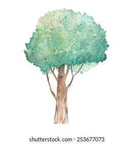 Watercolor artistic tree. Hand painted single green tree. Vector illustration
