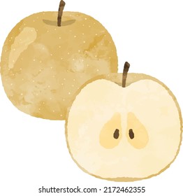 Watercolor Asian Pear Illustration, Fruit, Cut