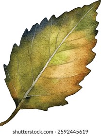 Watercolor Autumn Leaf - Isolated on White vector illustration