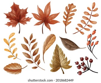 watercolor autumn leaves collection, leaf isolated autumn falls and berry 