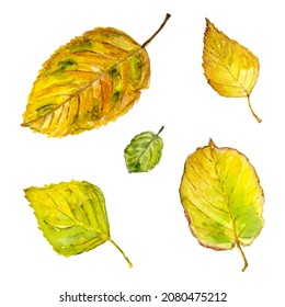 Watercolor, autumn leaves from different trees. Set isolated on white background. Design element. Vector illustration
